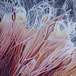Michaela Wühr | Jellyfish Detail 03