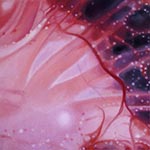 Michaela Wühr | Jellyfish Detail 01